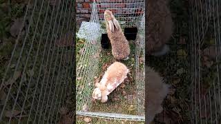 Настроение rabbitfood bunny rabbitry animals rabbit cute rabbitfarming кролики rabbitbreeds [upl. by Sakiv]