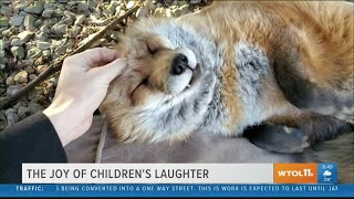 This adorable laughing fox is sure to get you smiling  Your Day [upl. by Hazeefah589]