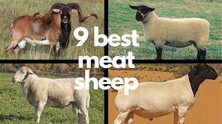 The 9 Best Sheep Breeds for Meat [upl. by Januisz437]