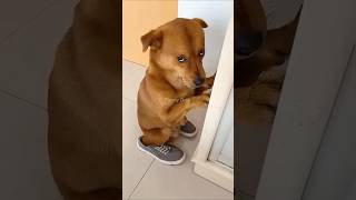 Funny dog funny video episode 102 [upl. by Azilanna]