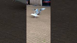 Gray gull and seagull compete for food Vancouver video shortsseagulls [upl. by Kathye]