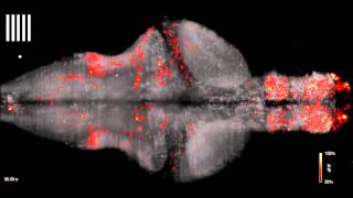 Zebrafish Brain [upl. by Triny]