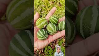 fruits buah cucamelon atau mini watermelon🍉 [upl. by Brucie234]