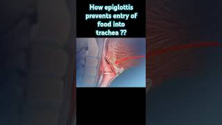 How epiglottis prevents entry of food into trachea [upl. by Jude]