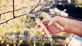 4 Basic Pruning Cuts Demonstrated amp Explained [upl. by Bowie392]