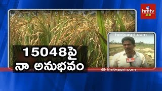 Diabetic Rice  Importance Of RNR 15048 New Rice Variety Farming  hmtv Agri [upl. by Divadnhoj]