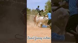 Jallikattu king 🤴 tamil thanjavur love jallikattu fun funny nature enjoy shorts village [upl. by Bouley504]