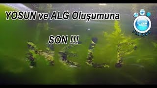 Yosun ve Alg OluÅŸumuna Son [upl. by Analat]