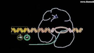 Transcription animation  DNA transcription initiation elongation and termination [upl. by Yemirej]