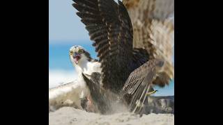 Peregrine Falcon Vs Osprey shorts peregrinefalcon osprey [upl. by Pernell]