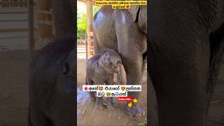 Dangale Wadi Oyage ytshorts short trending Song Tiktok shortvideo Elephant Viral 🤓😍 [upl. by Dettmer]