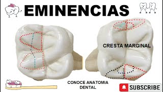 Eminencias Oclusales Dentales🗻🦷 [upl. by Einhorn]