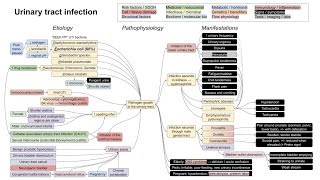 Urinary tract infection UTI mechanism of disease [upl. by Eirtemed]