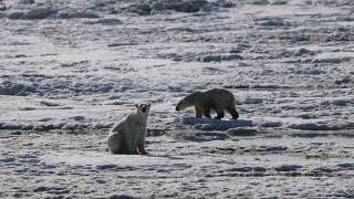 Polar Bear Experience in Utqiagvik Alaska Barrow on June 15 2024 [upl. by Talie]