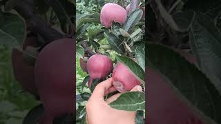 Jeromine Apple Variety  Early Apple Variety  SN [upl. by Shalom]