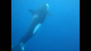 Freediving with Orca killer whales in Madagascar [upl. by Ridgley]