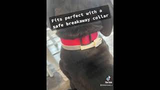 quotWaggie Flea Collars Really WORKquot  Danica [upl. by Kristen139]