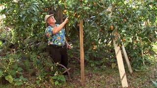 Satsuma Orange Sequence Southern Gardening TV  Jan 9 2013 [upl. by Adieno800]