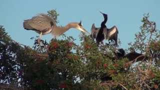 Great Blue Heron Nesting amp Anhinga Fight [upl. by Yrtneg]