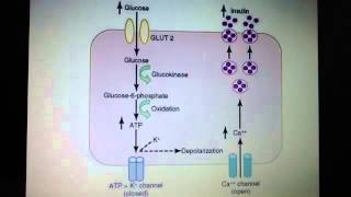 GLUT2 Calcium and insulin exocytosis hexokinase vs glucokinase [upl. by Yentiw]