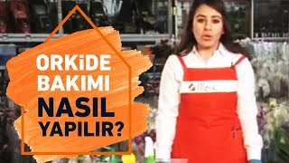 Orkide Bakımı Budaması ve Saksı Değişimi Nasıl Yapılır  Koçtaş ile Kendin Yap [upl. by Yendroc859]