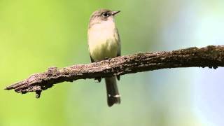 Least Flycatcher [upl. by Eanil717]