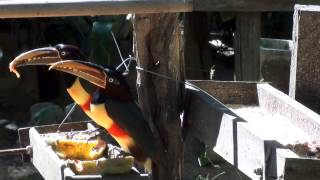 CHESTNUTEARED ARACARI PTEROGLOSSUS CASTANOTIS ARAÇARICASTANHO Free birds in nature [upl. by Ronoel]