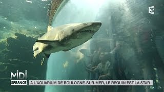 ANIMAUX  À laquarium de BoulognesurMer le requin est la star [upl. by Ativak]