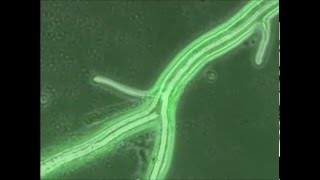 The CeratoPlatanin protein Epl1 from Trichoderma harzianum is involved in mycoparasitism plant [upl. by Jacinda]