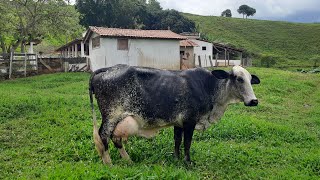 Fazenda a venda boa para mexer com vacas com 29 hectares completa e terra de cultura [upl. by Jone]