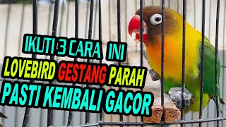 TIDAK PERNAH ADA YANG BAHAS ‼️CARA MERAWAT LOVEBIRD YANG GESTANG PARAH [upl. by Trudnak]