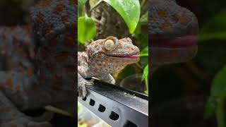 Tokay Gecko eats a CRUNCHY Beetle Snack ASMR FEEDING shorts [upl. by Nodyroc]