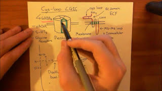 The GABAA Receptors and the Benzodiazepines Part 3 [upl. by Edieh]