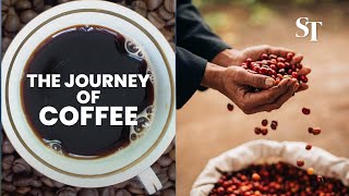 The journey of coffee ASMR [upl. by Niltac]