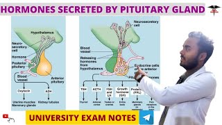 Hormones secreted by pituitary gland  GH  TSH  Endocrine Physiology [upl. by Tsuda]