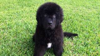 Newfie pup Brigus 3 months [upl. by Nnanaej]