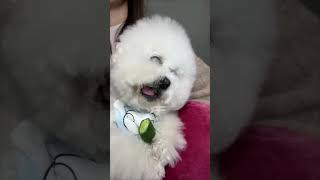 apapun dia makan poodle dog cutedogs DogLover [upl. by Grant]