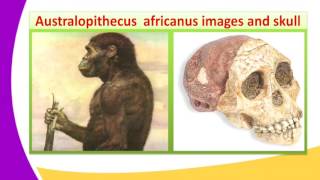 FORM1 HISTORY LESSON8 Species of Australopithecus [upl. by Eiramyma175]