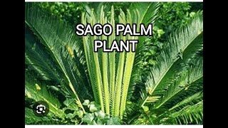 Sago Palm Plant  short  Overall Health Benefits [upl. by Delilah42]