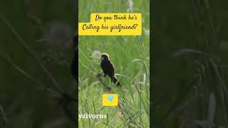 Bobolink Calks Birds2njoy [upl. by Enhpad]