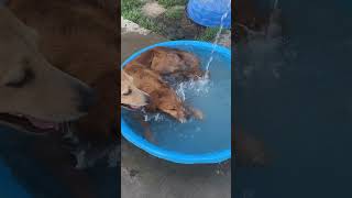 Golden Retrievers playing in the kiddie pool at the dog park [upl. by Nuahsyar562]