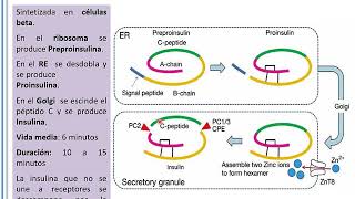 Clase 1 Fisiopatología de la Diabetes y Obesidad [upl. by Bronny]