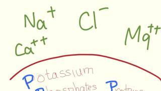 Intracellular vs Extracellular Ion Prevalence mnemonic [upl. by Gilliam]