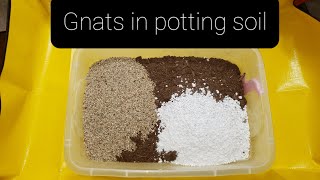 How to get rid of gnats in your potting soil [upl. by Figge]