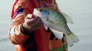 DeSoto County MS  Arkabutla Lake by BrushPile Fishing [upl. by Aneleh275]