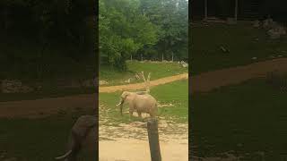 Les éléphants du zoo de Beauval [upl. by Stevie279]