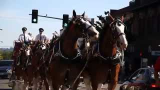 Budweiser Clydesdales visit Vancouver WA [upl. by Inek71]