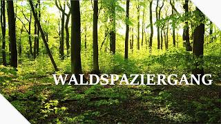 Endlich Grün im Wald ∷ Waldspaziergang im Frühling ∷ Naturgeräusche ∷ Waldgeflüster [upl. by Eserehc764]