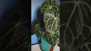 Anthurium Clarinervium anthurium plantlover anthuriumclarinervium [upl. by Lexy]