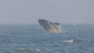 Baleia franca Florianópolis Santa Catarina  Right Whale [upl. by Hsac]